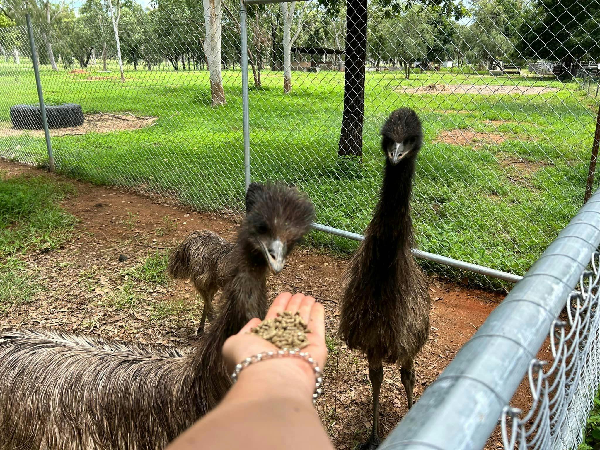 Emu Feeding
