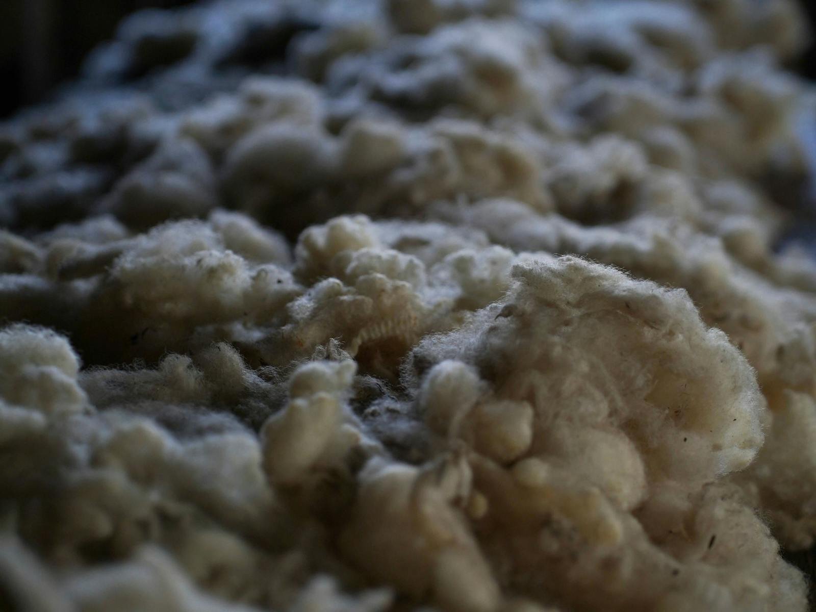 Wool in Old Wool Shed