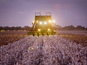 Southern Cotton Gin