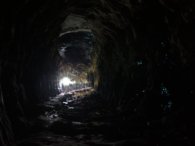 Glow worms on the Glow Worm Tunnel Hike