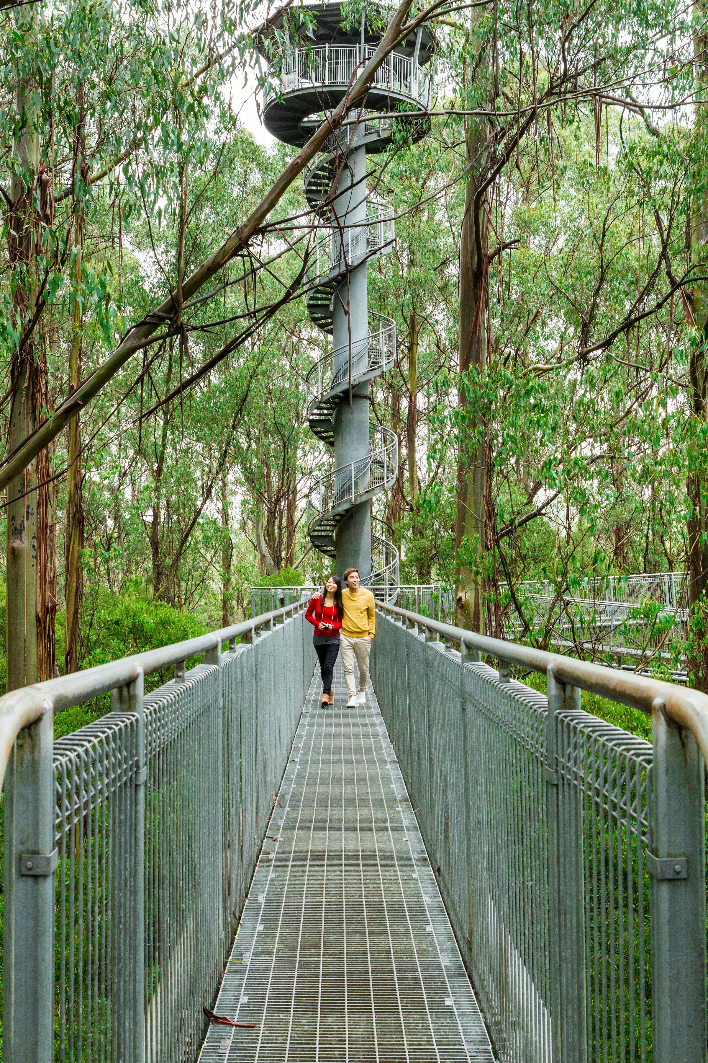 treetop walk tower