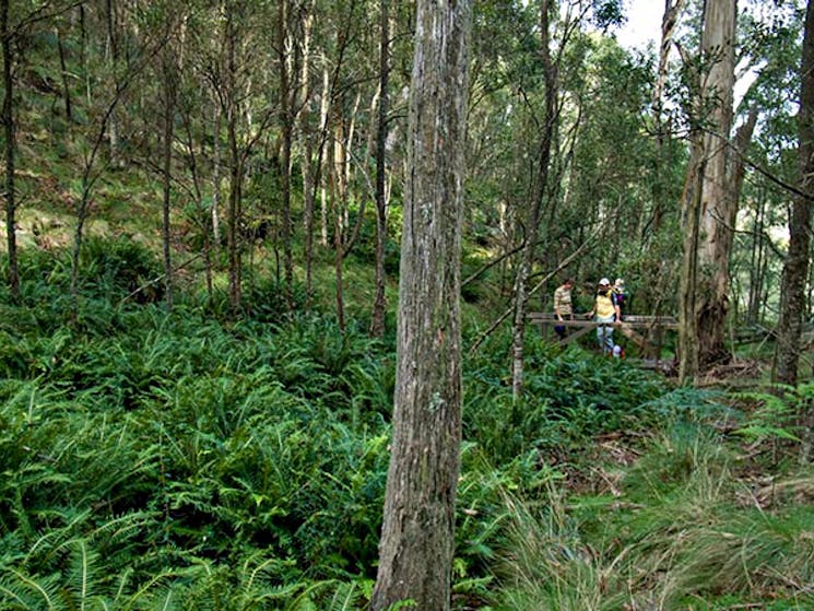 Nature walking track, Mount Canobolas State Conservation Area. Photo: Boris Hlavica