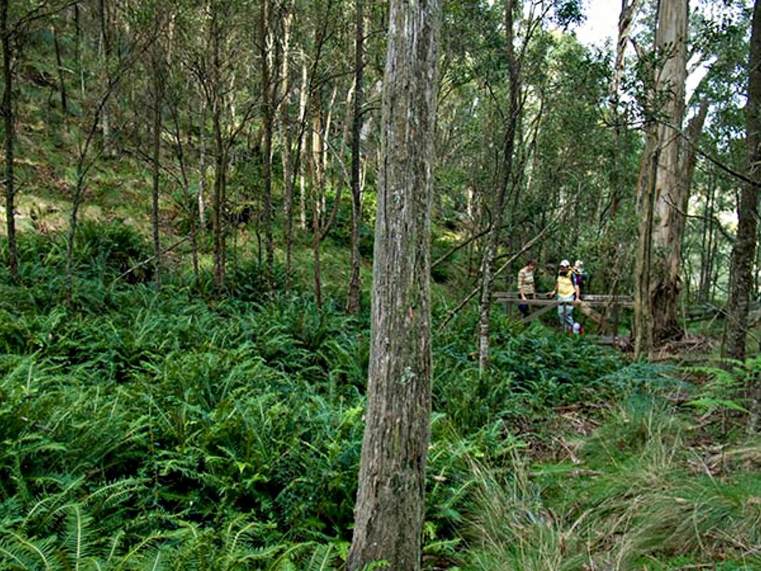 Nature Walking Track