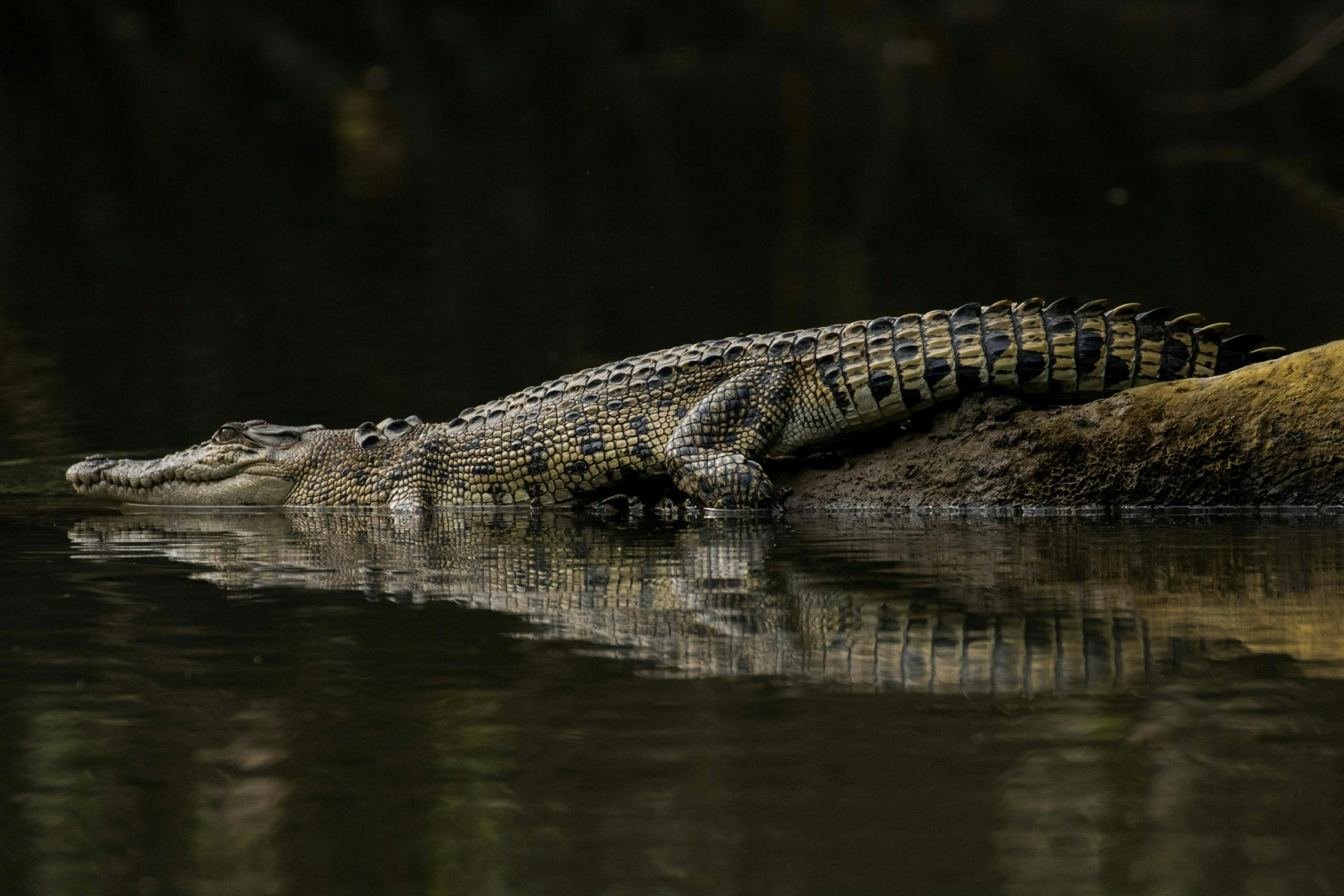 Tour 3A & 3B - Daintree Rainforest, Mossman Gorge & Solar Whisper Crocodile and River Cruise