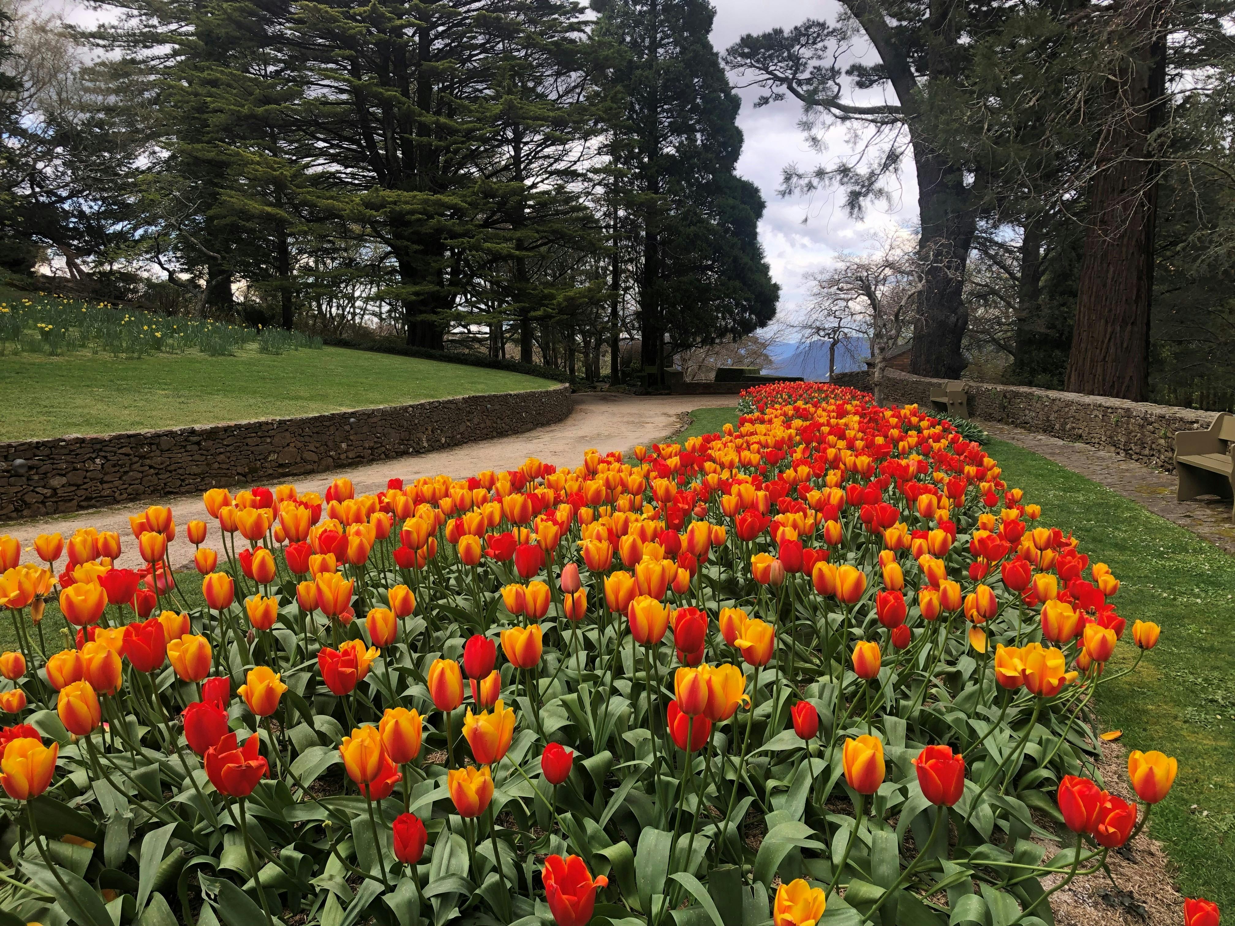 Tulips are a highlight at Spring Fest, every October long weekend