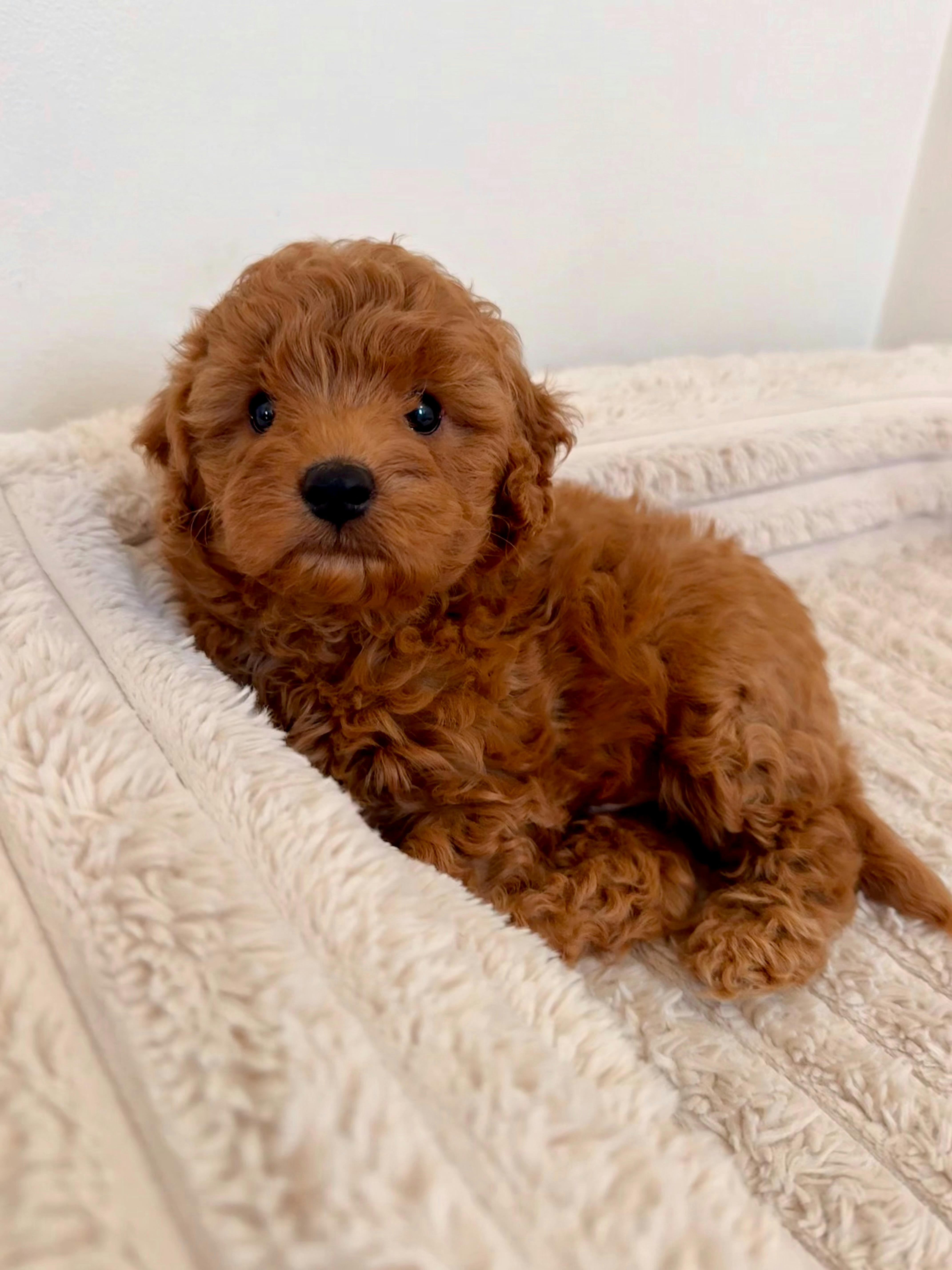 Yoga Paws | Puppy Yoga Sydney