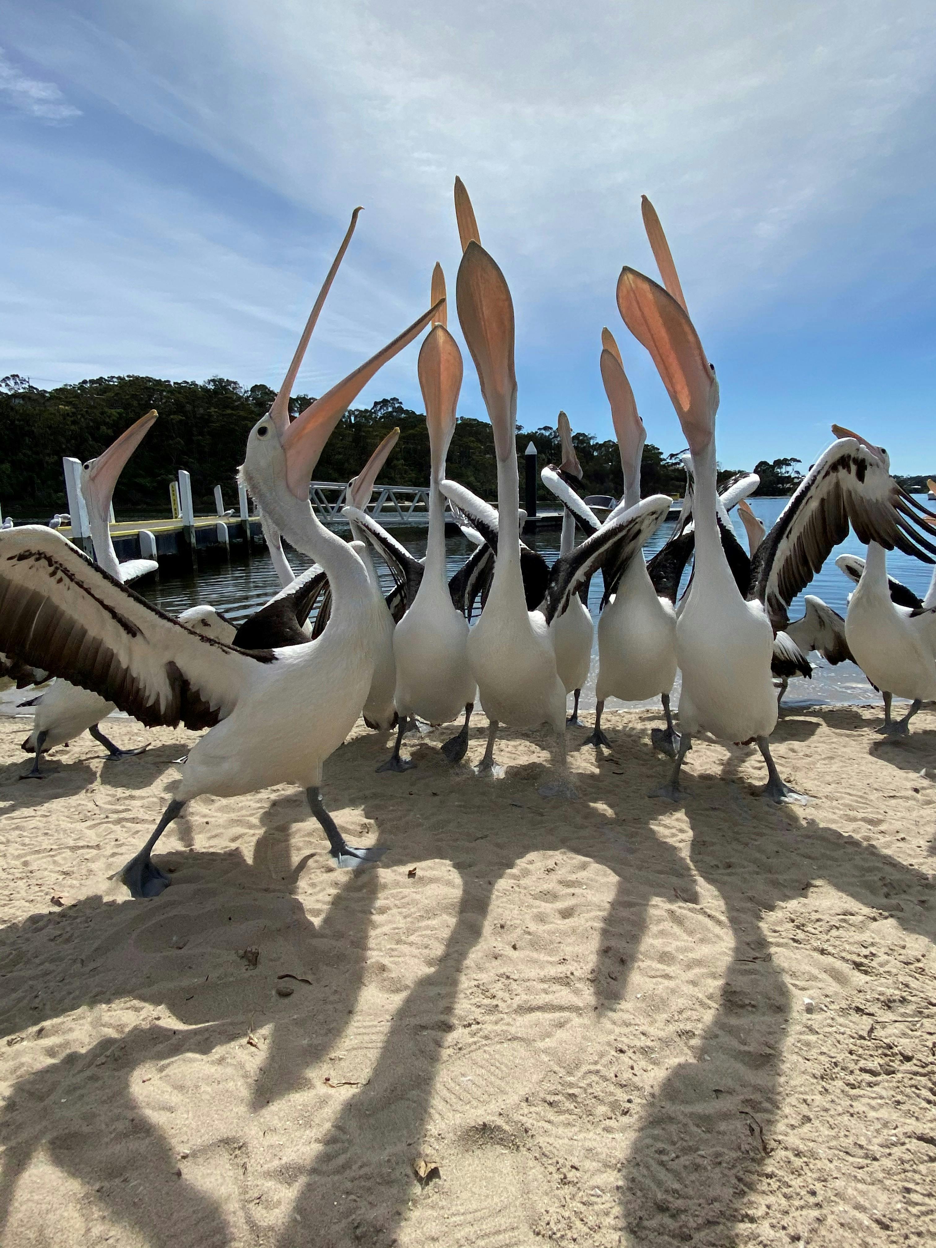 Pelicans at boat ramp