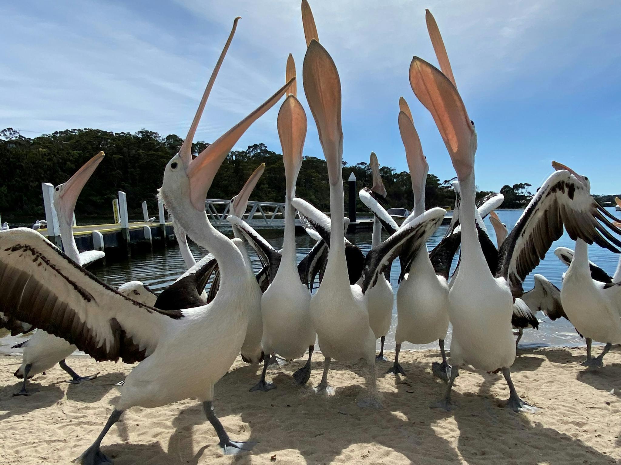 Pelicans at boat ramp