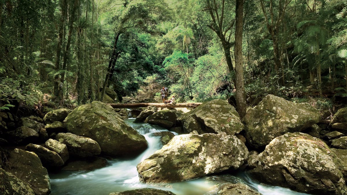 Great Walk Sunshine Coast Hinterland Great Walk Sunshine Coast Hinterland