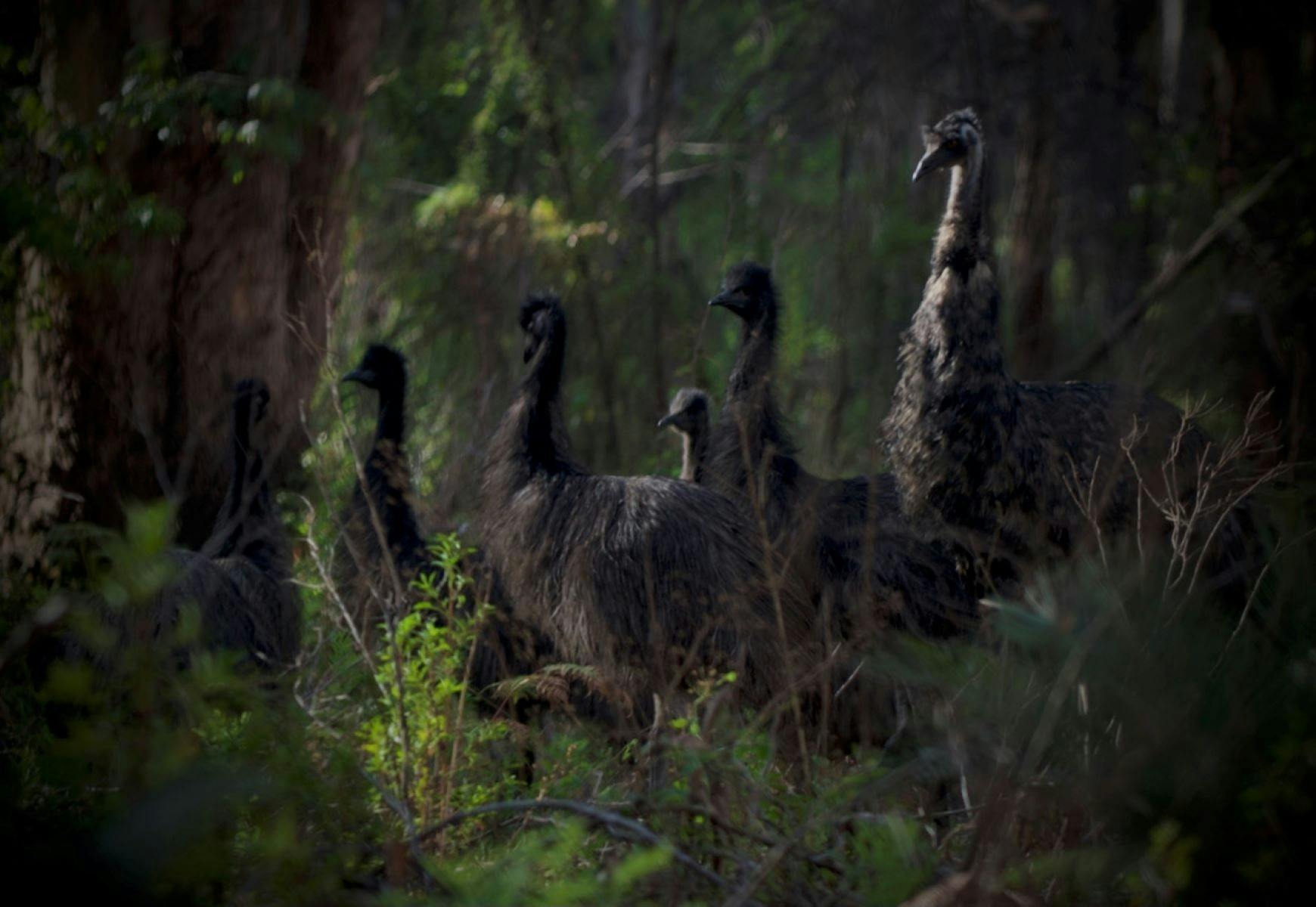 Emus