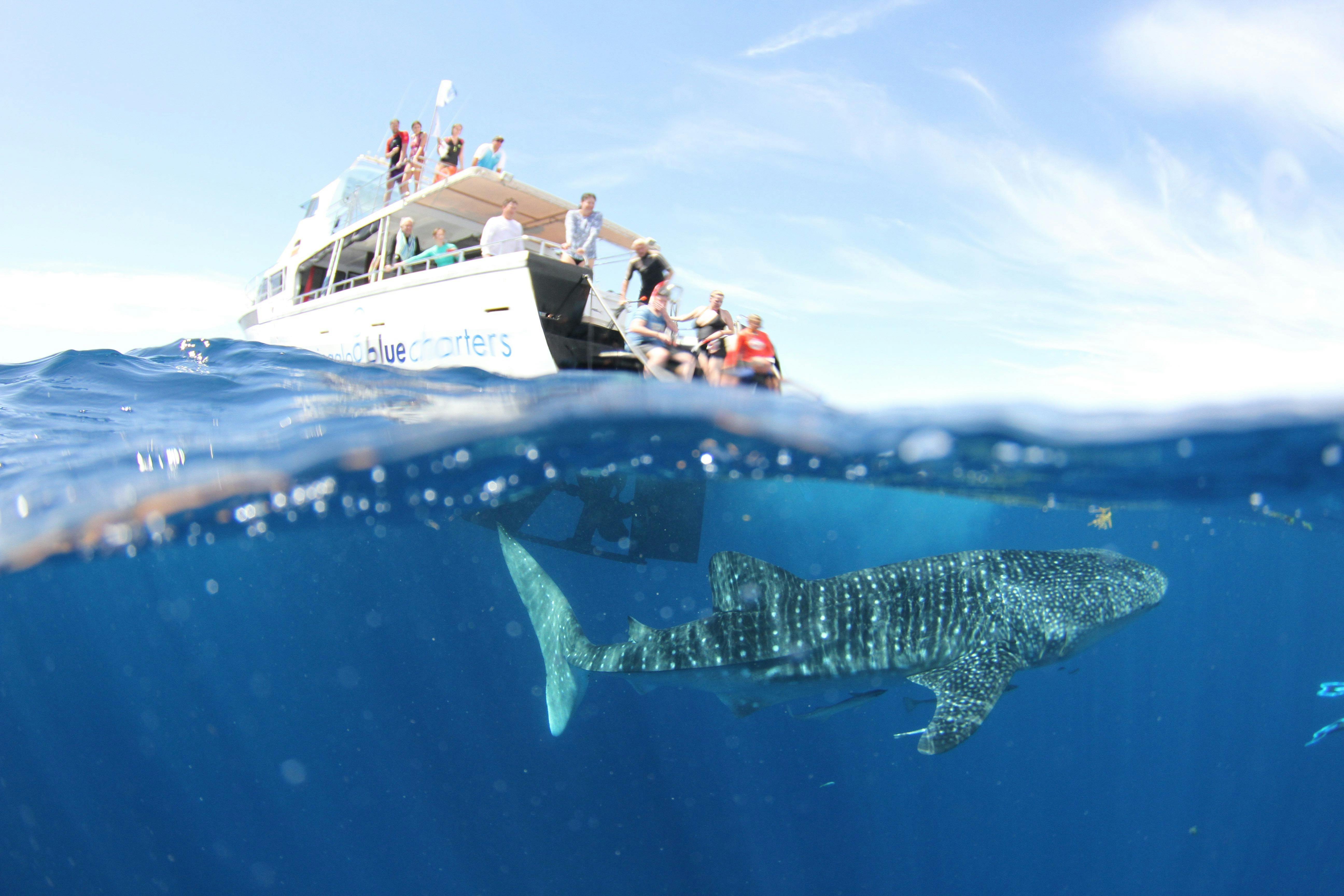 Ningaloo Blue Dive, Exmouth, Western Australia