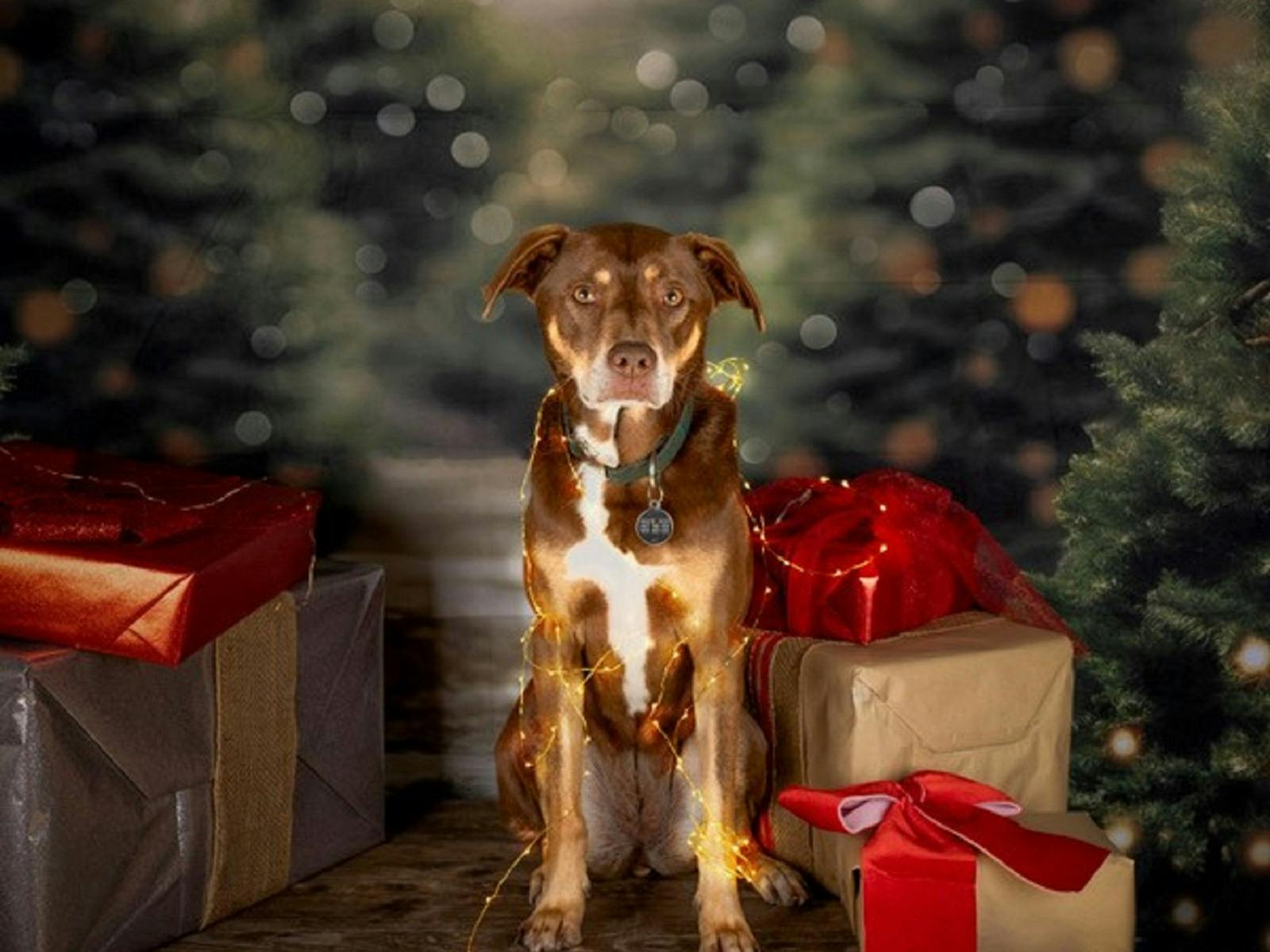 Dog Christmas Pawtraits