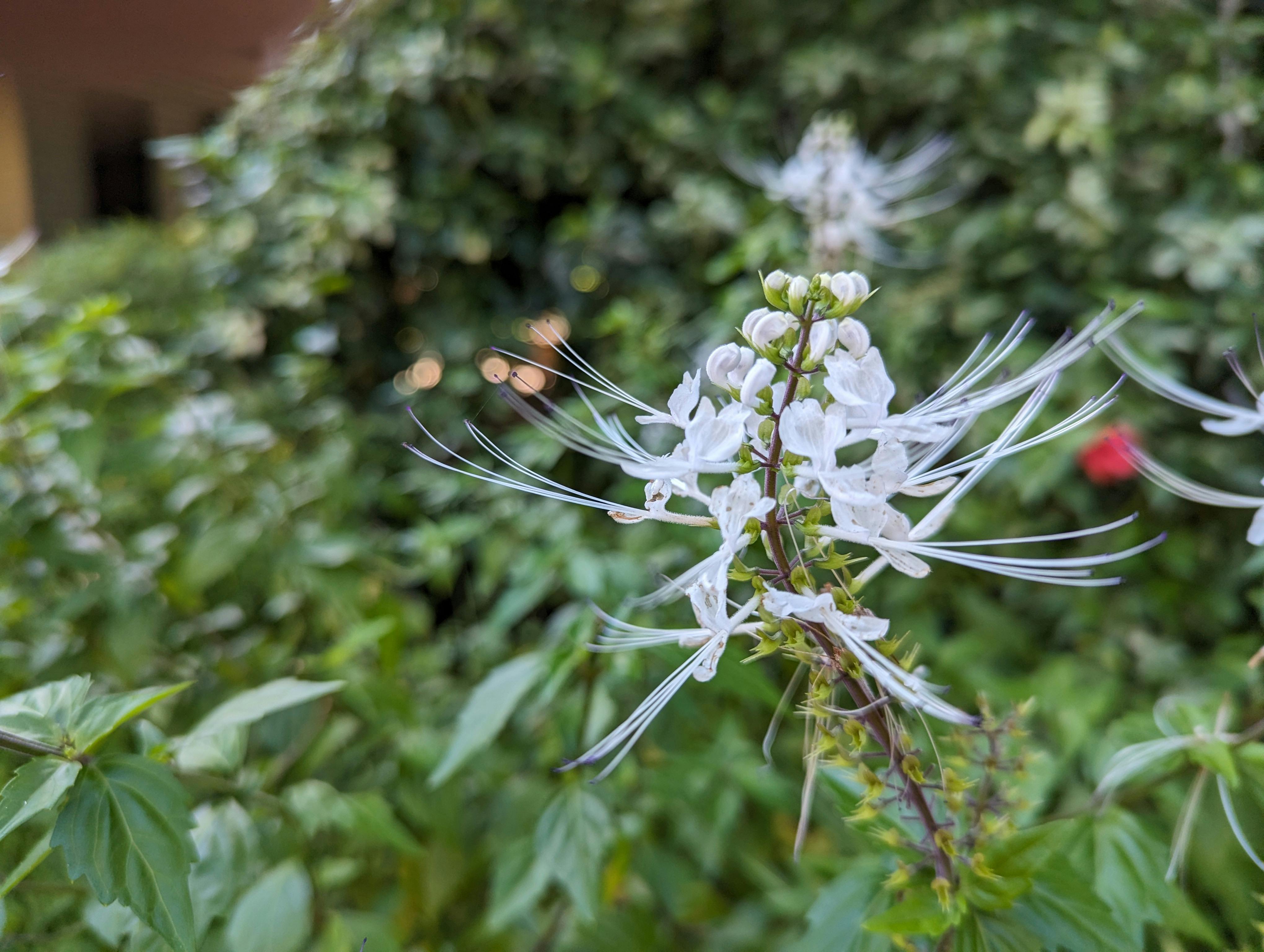 whitel pretty flower