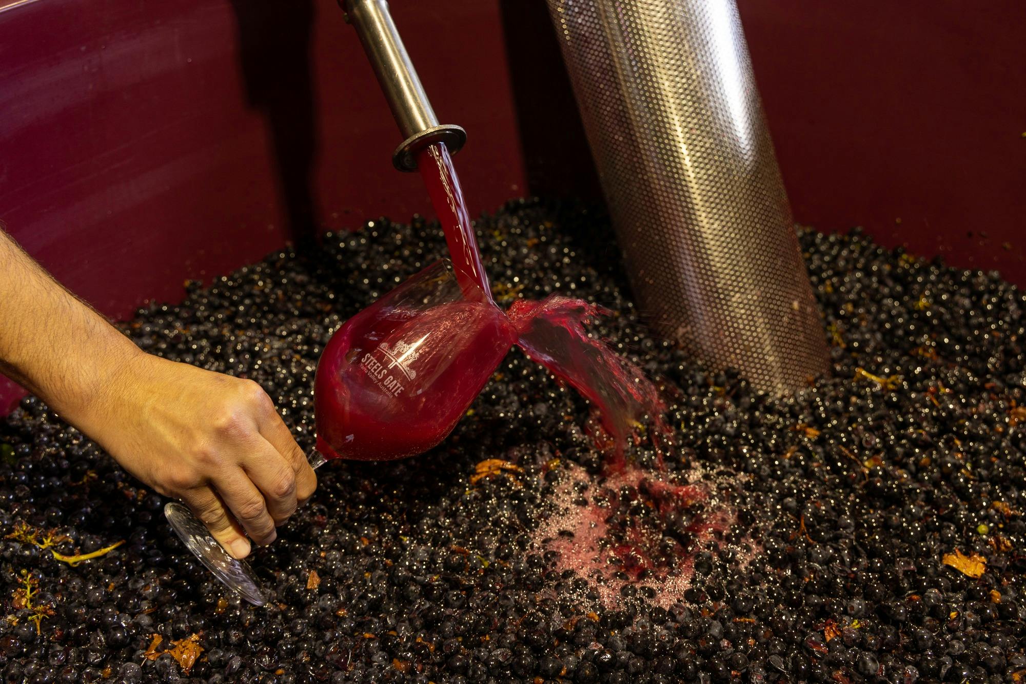 Steels Gate winemaker pouring fresh fermenting red wine juice over whole grapes during vintage.