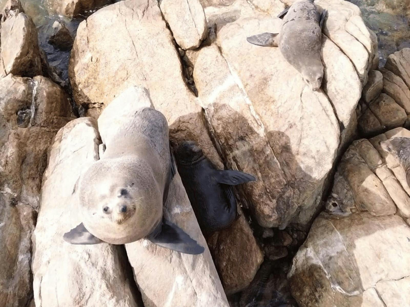 Dunsborough seals