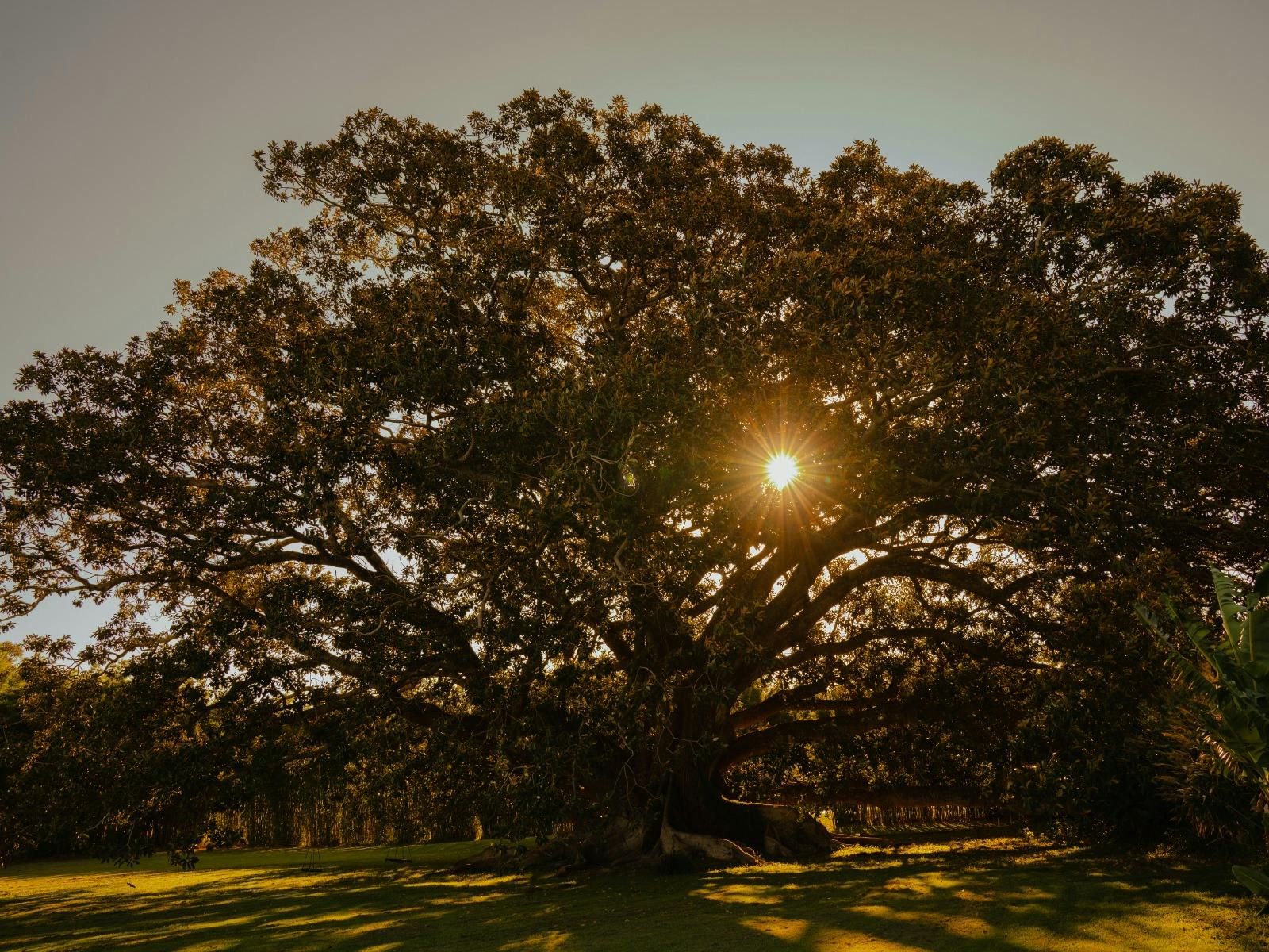 Ancient Moreton Bay fig tree with sunlight filtering through its sprawling canopy.