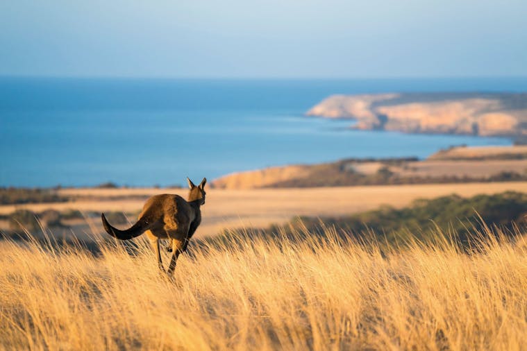 Kangaroo Island Day Tour