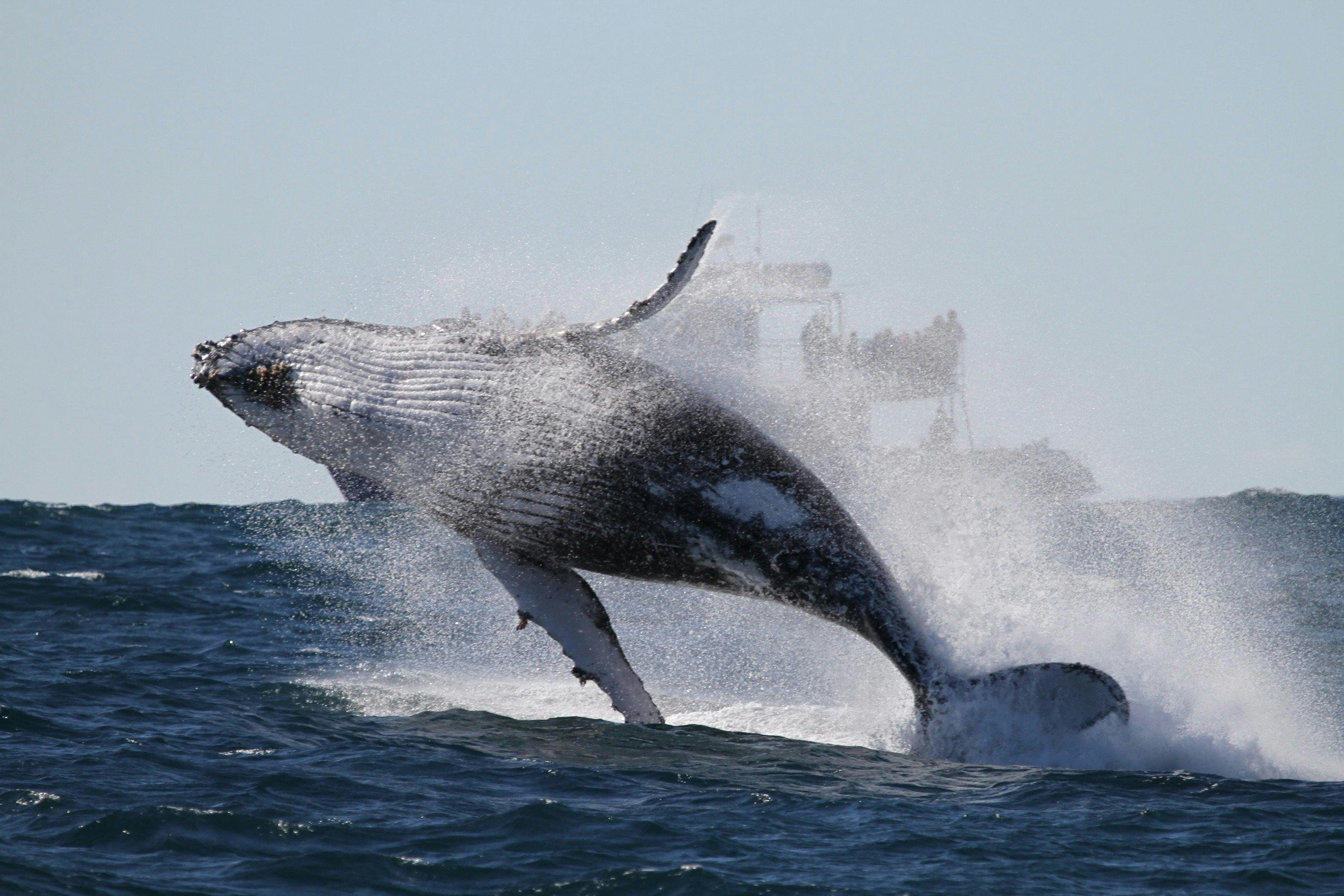Breaching Whale, Sydney 2015