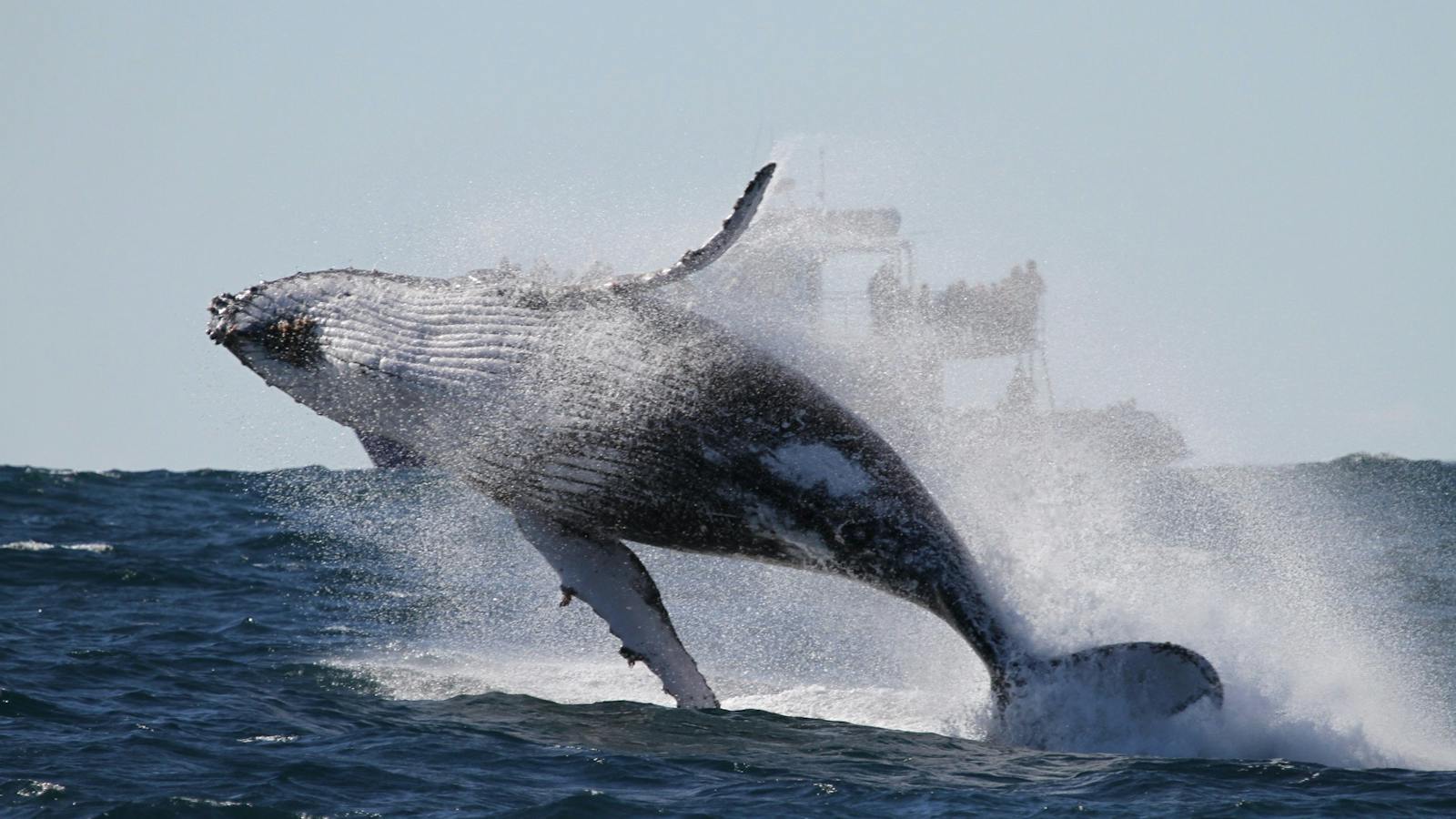 Breaching Whale, Sydney 2015