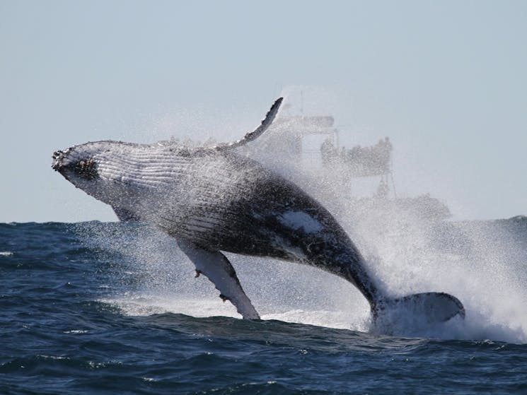 Breaching Whale, Sydney 2015