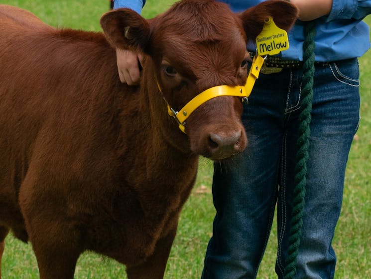Photo shows a red Dexter steer being led by a student from St Francis of Assisi Dexter stud.