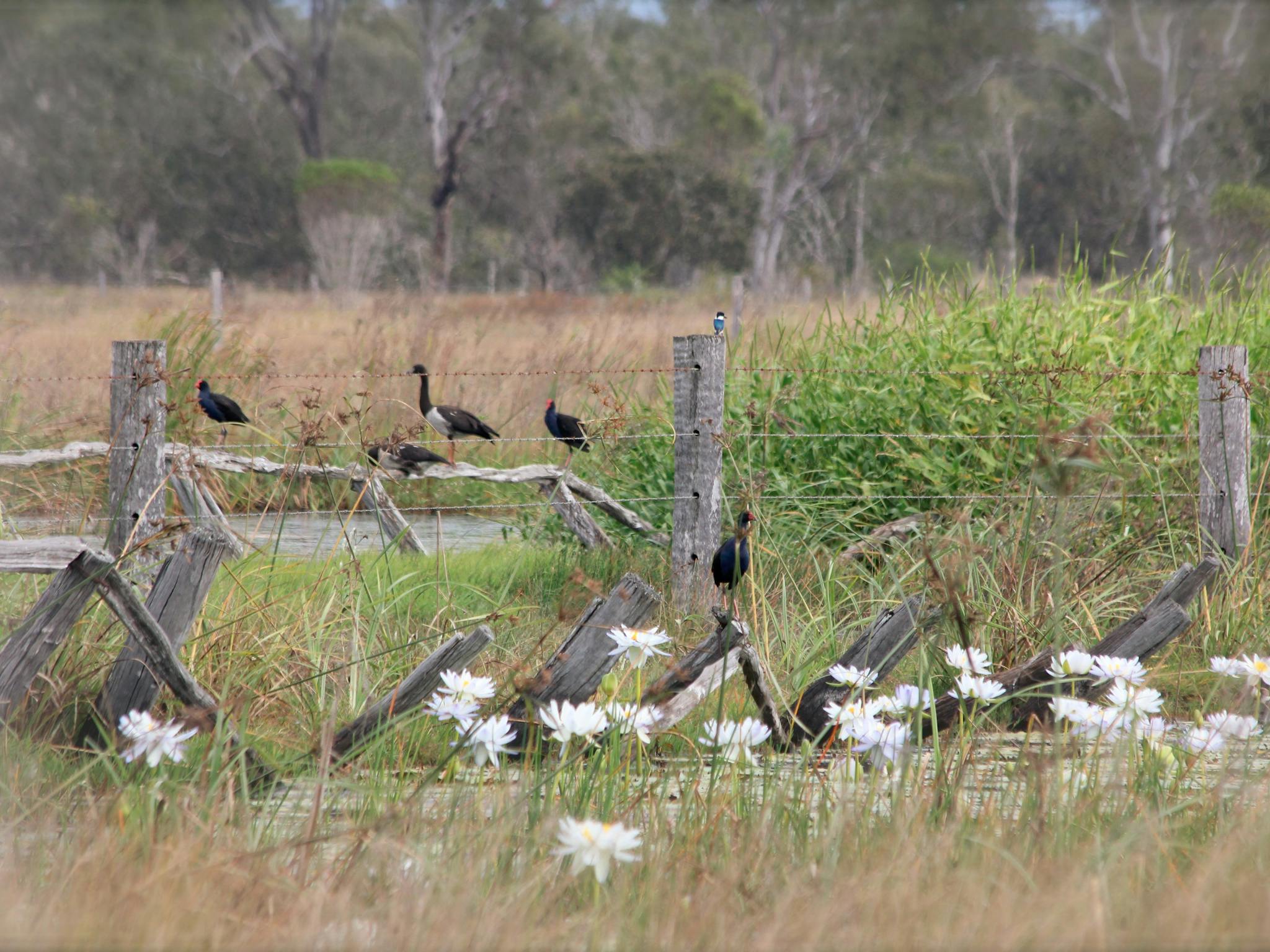 birds birds