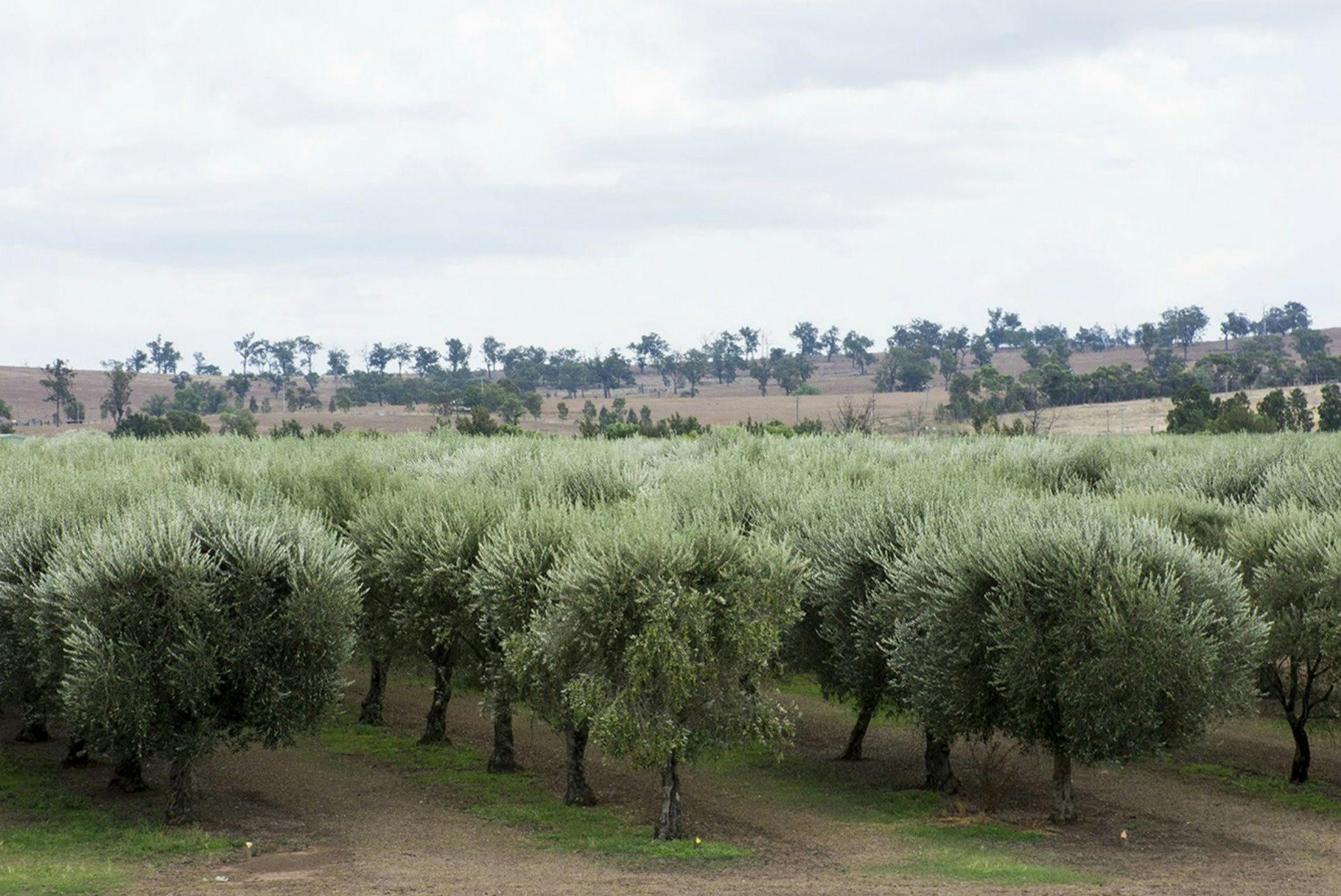 Milbrodale Hunter Valley Olive Co