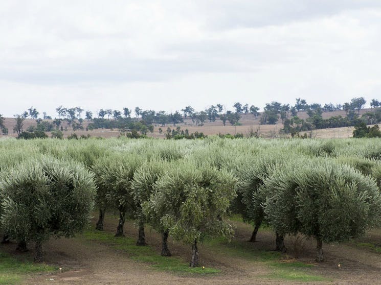 Milbrodale Hunter Valley Olive Co