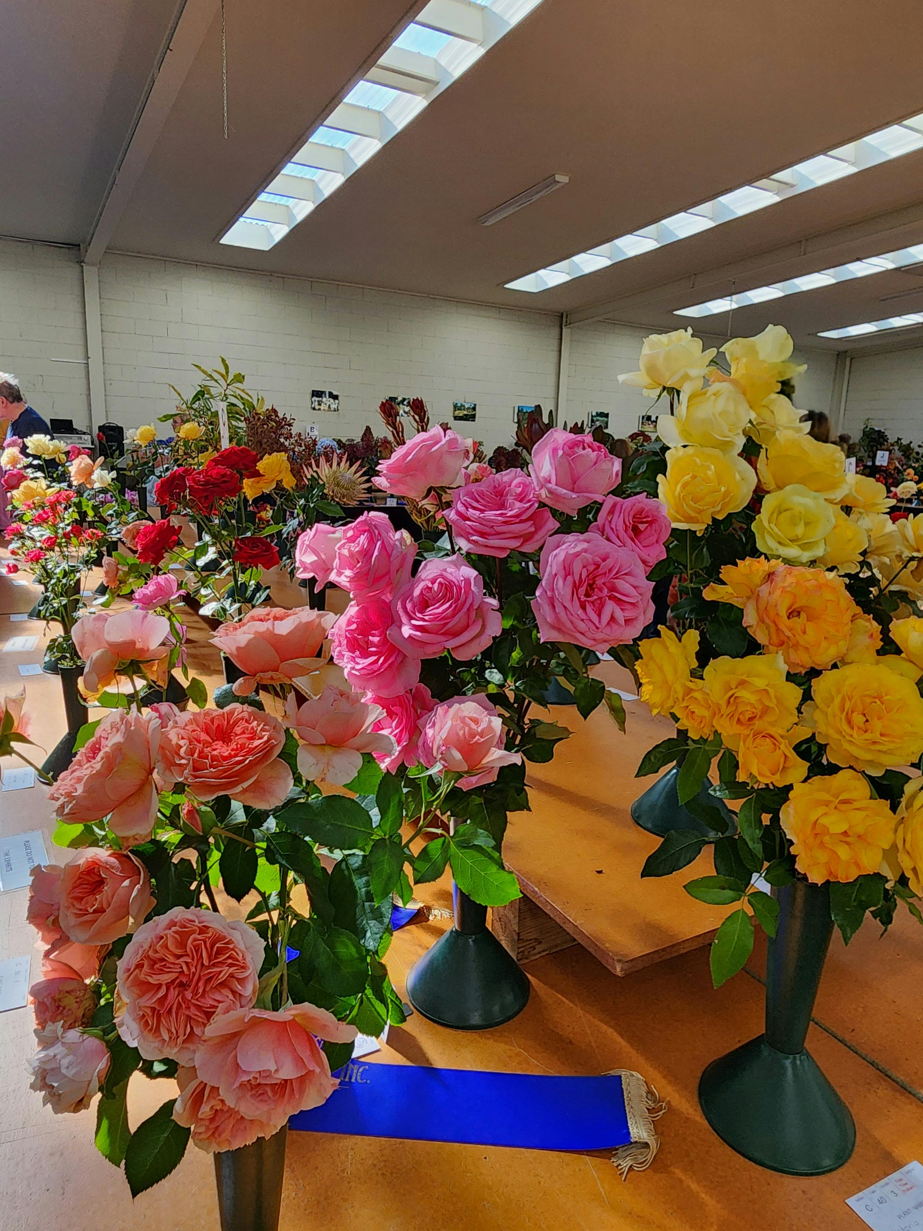 Spring flowers in our show