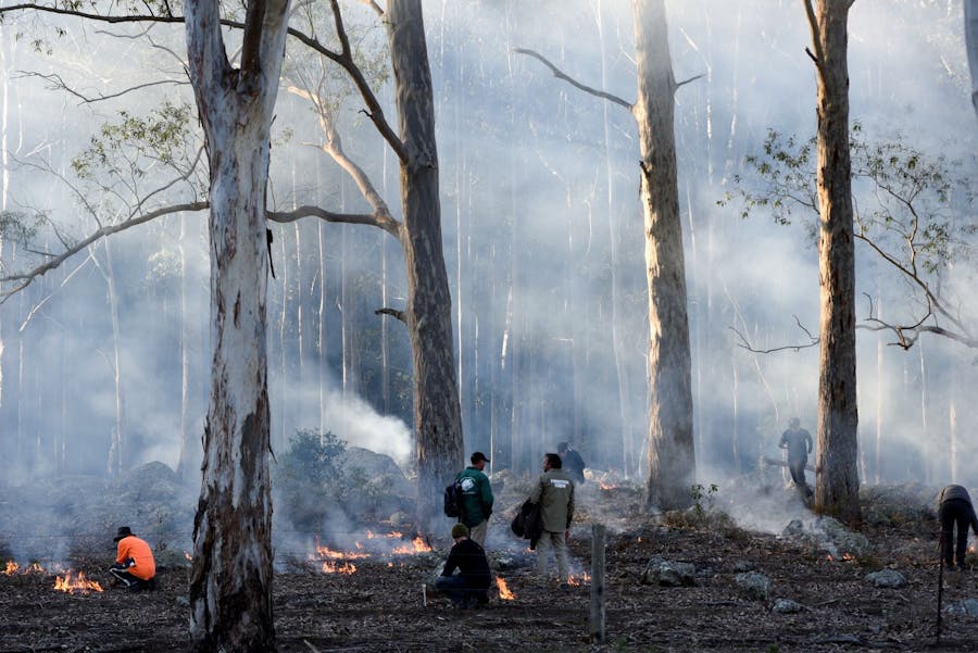 Gum trees with smoke from small fires in the understory. Three men are conducting cultural burns.