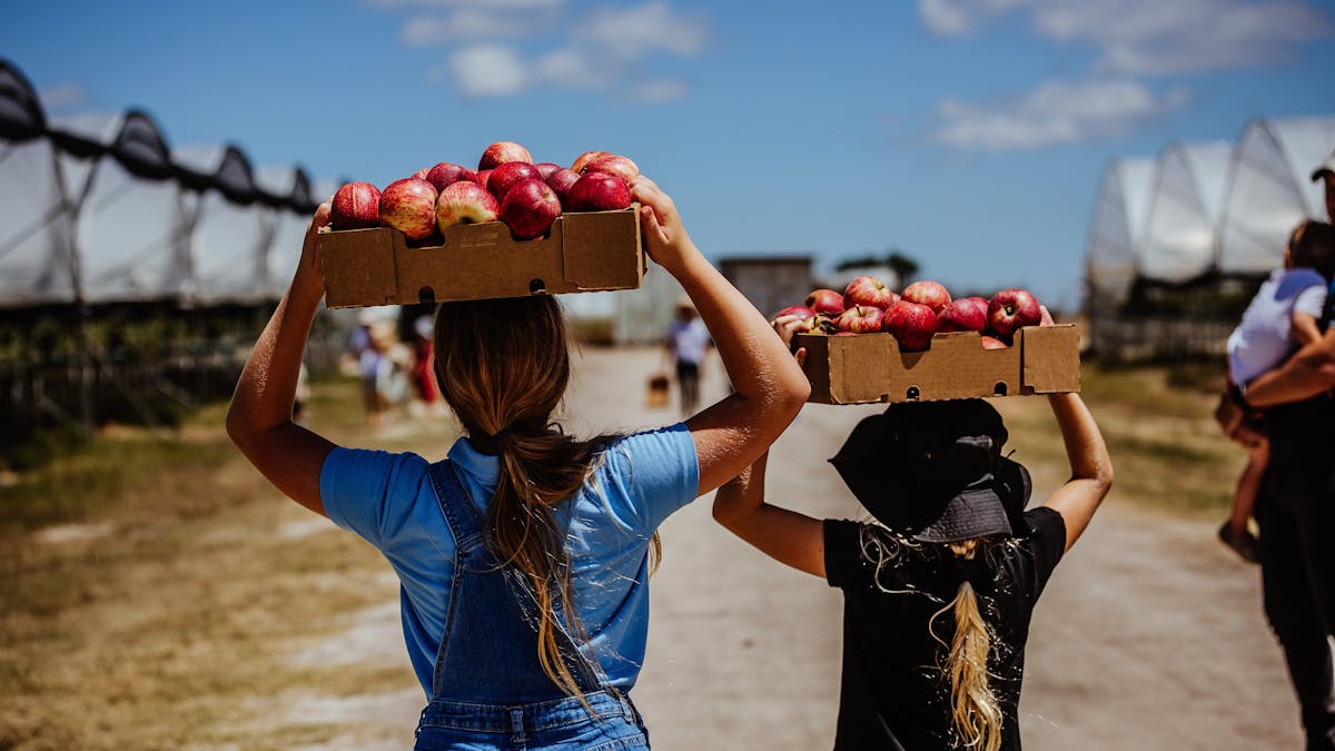PYO Apples