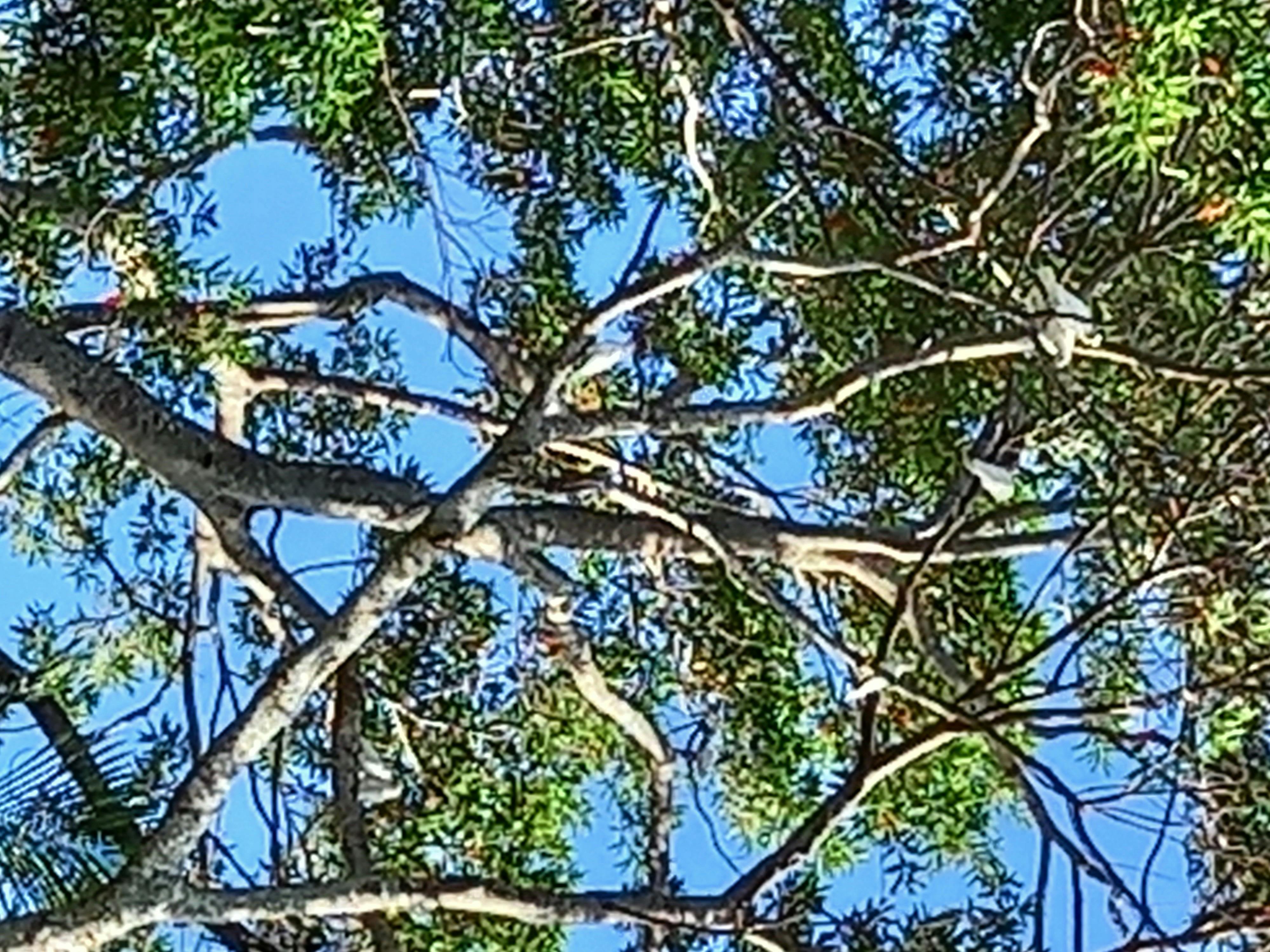 trees the giver of life