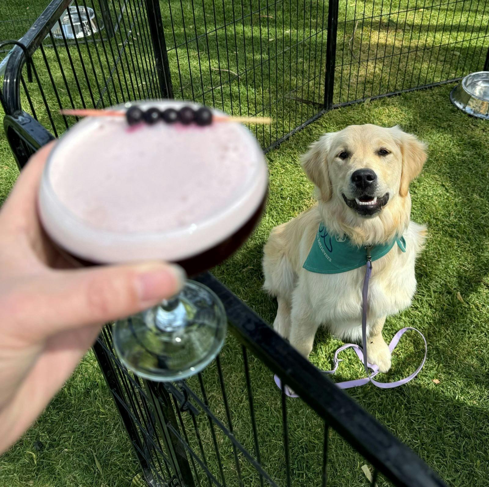 Cocktails and puppy cuddles