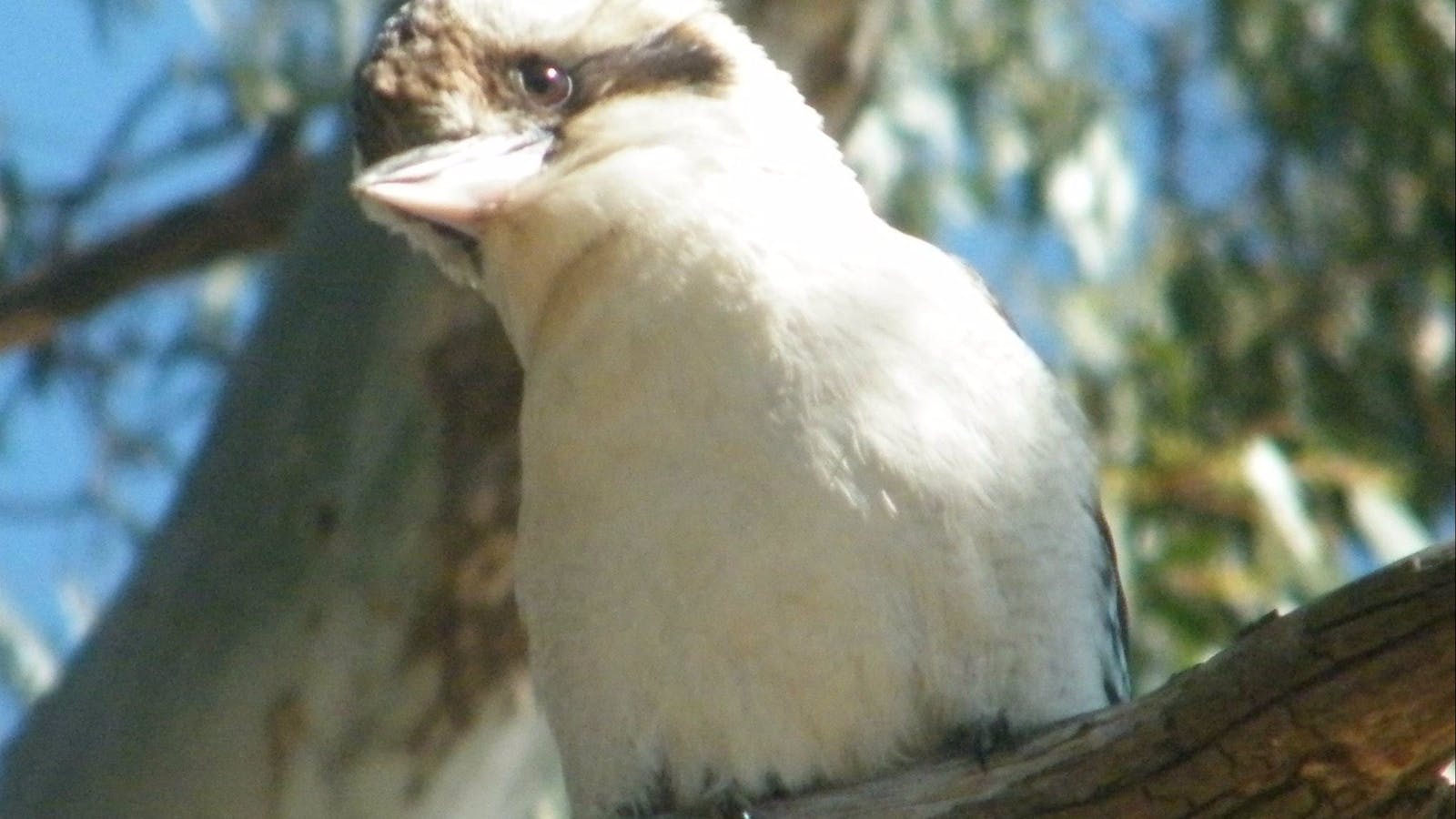 Birdwatching in Narrandera
