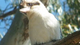 Birdwatching in Narrandera