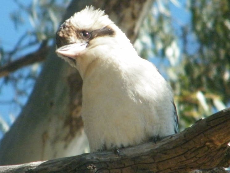 Bird Watching