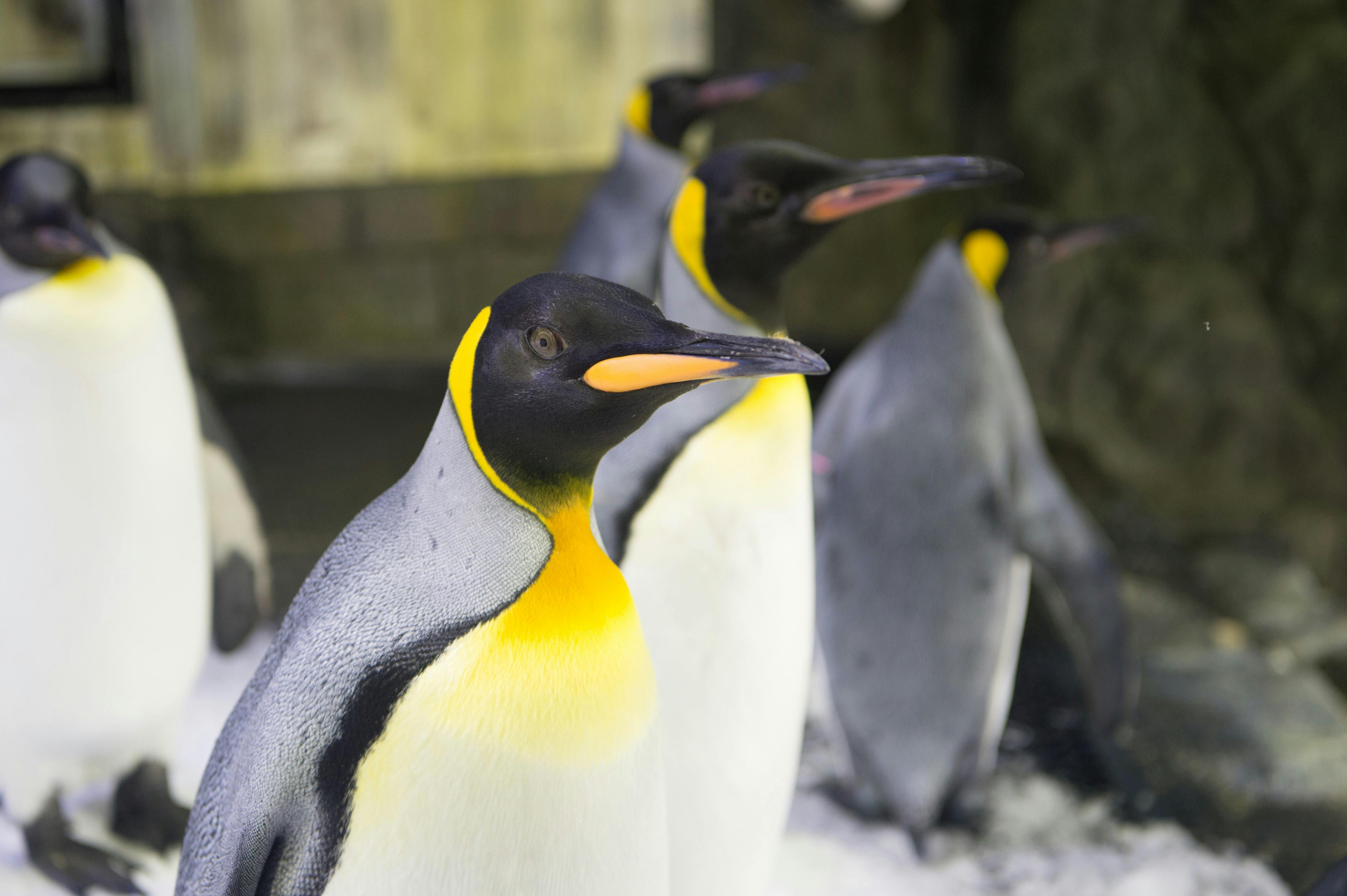 King Penguins