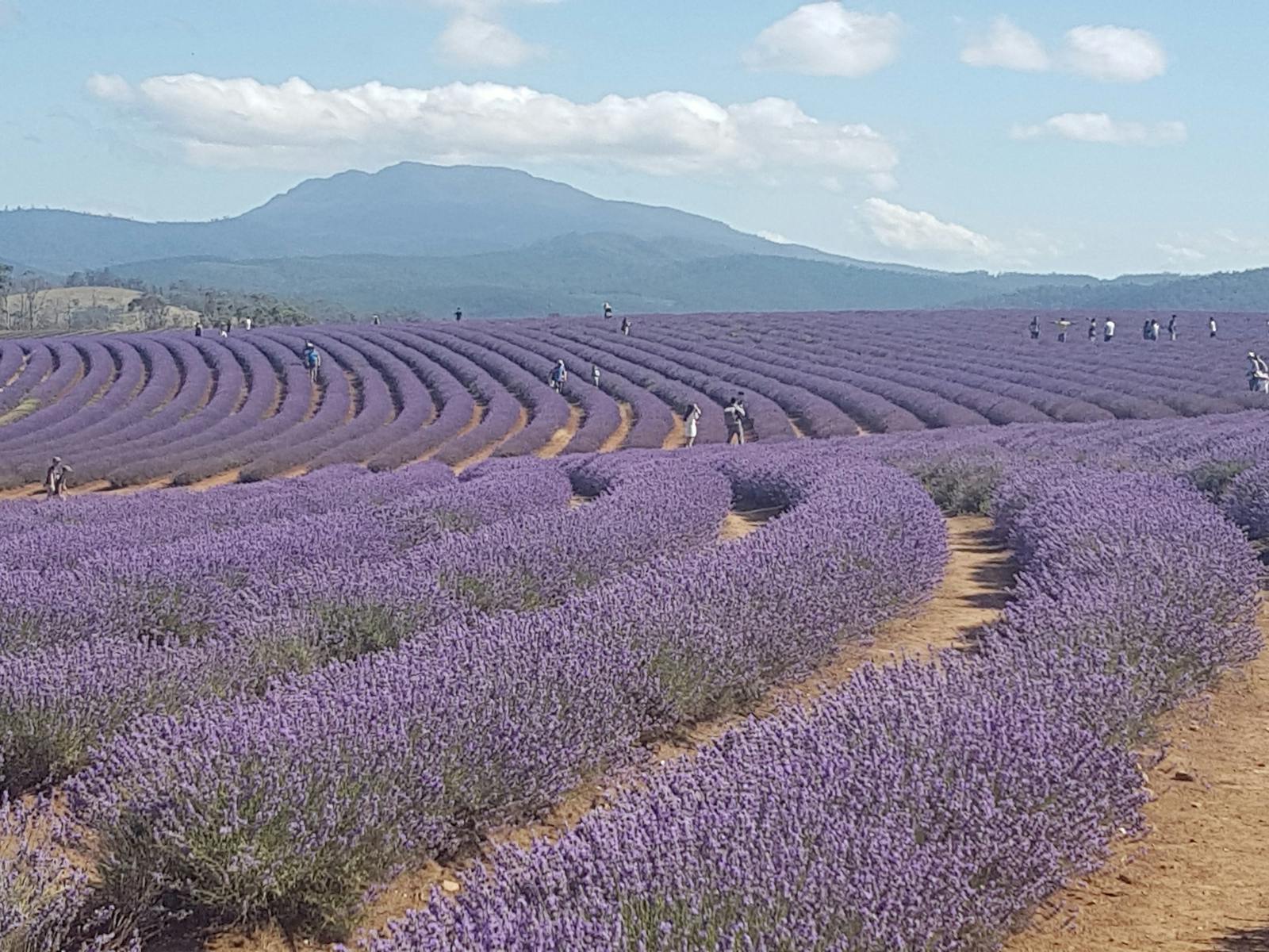 Early summer at the Lavender Farm just 45 munutes drive from Launceston
