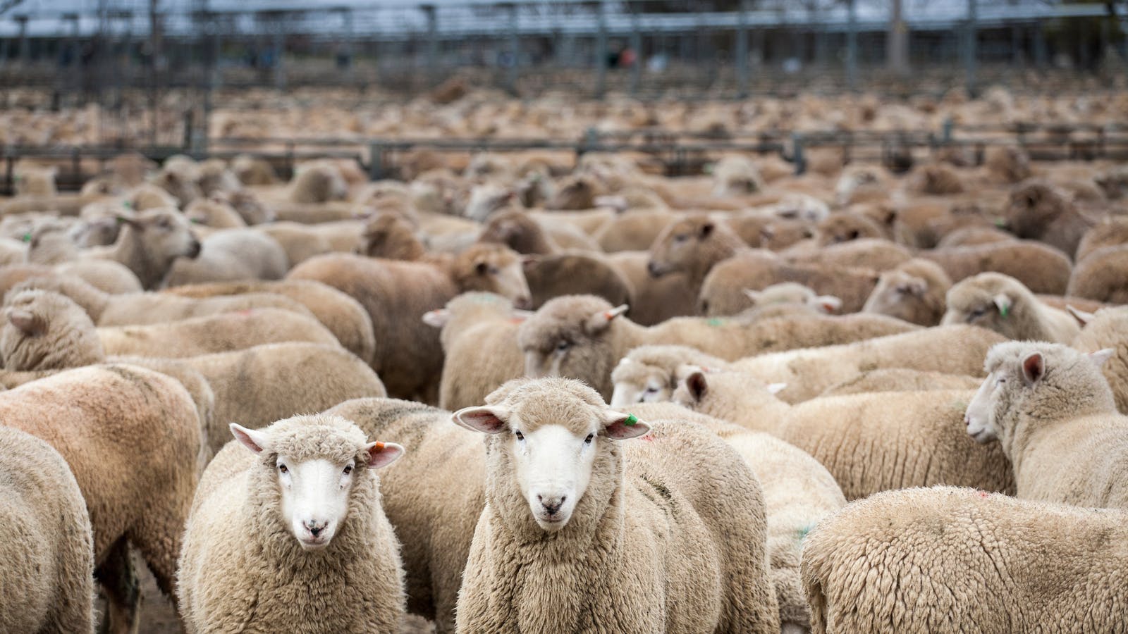 Wagga Wagga Livestock Marketing Centre