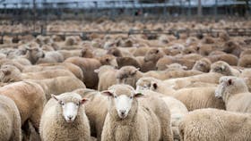 Wagga Wagga Livestock Marketing Centre