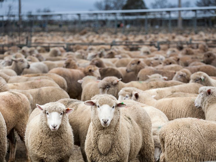 Wagga Wagga Livestock Marketing Centre