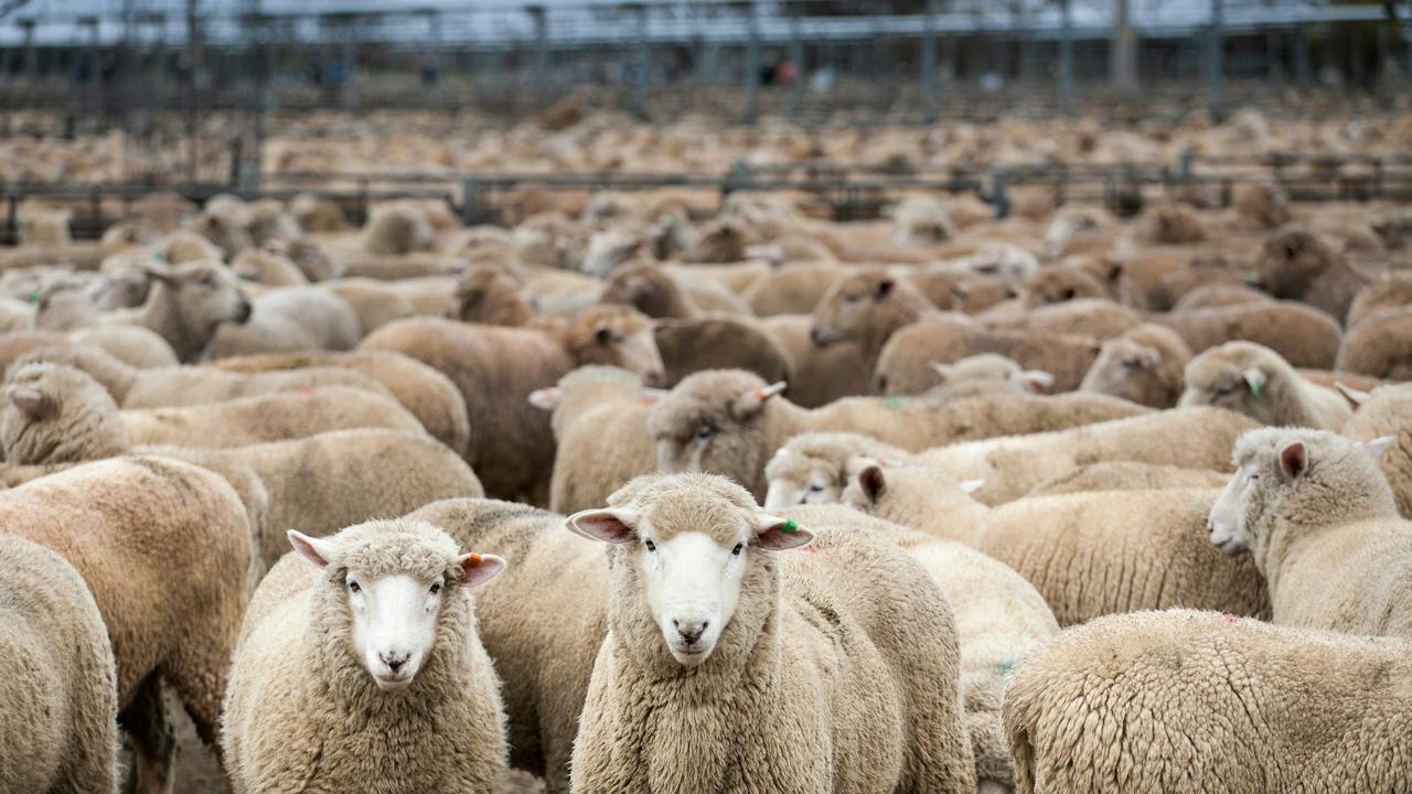 Wagga Wagga Livestock Marketing Centre