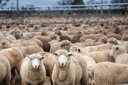 Wagga Wagga Livestock Marketing Centre