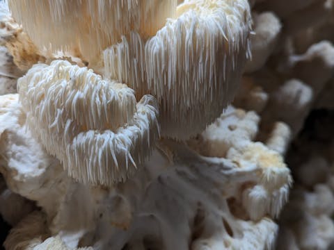 Extracting Medicinal Mushrooms - Kalaru