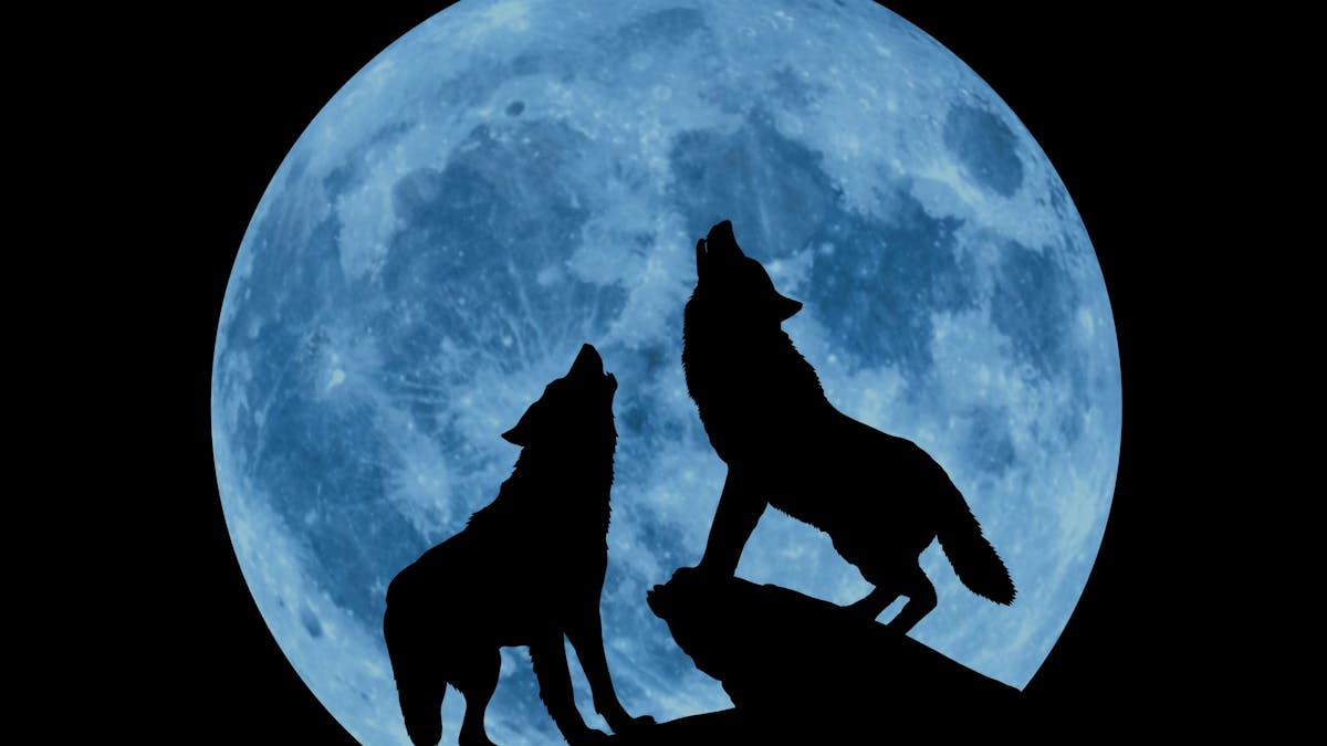 2 Wolf's howling in front of full moon