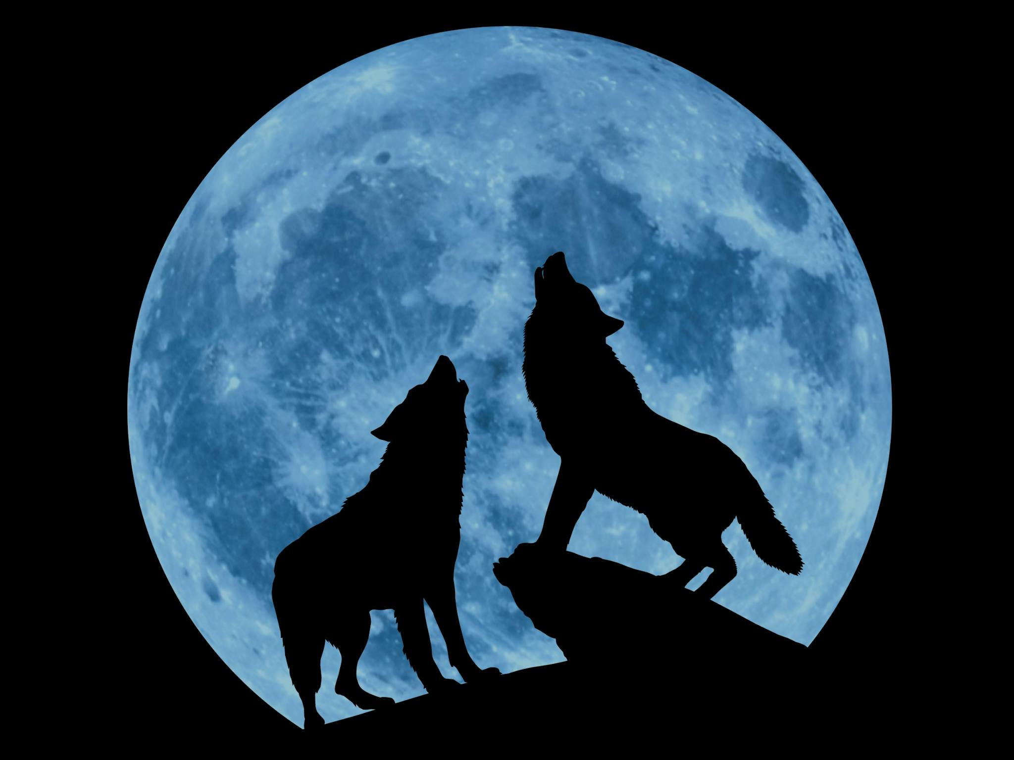 2 Wolf's howling in front of full moon 2 Wolf's howling in front of full moon