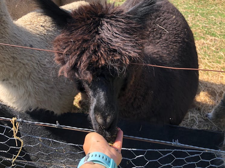 Madisons Mountain Retreat alpaca hand feeding