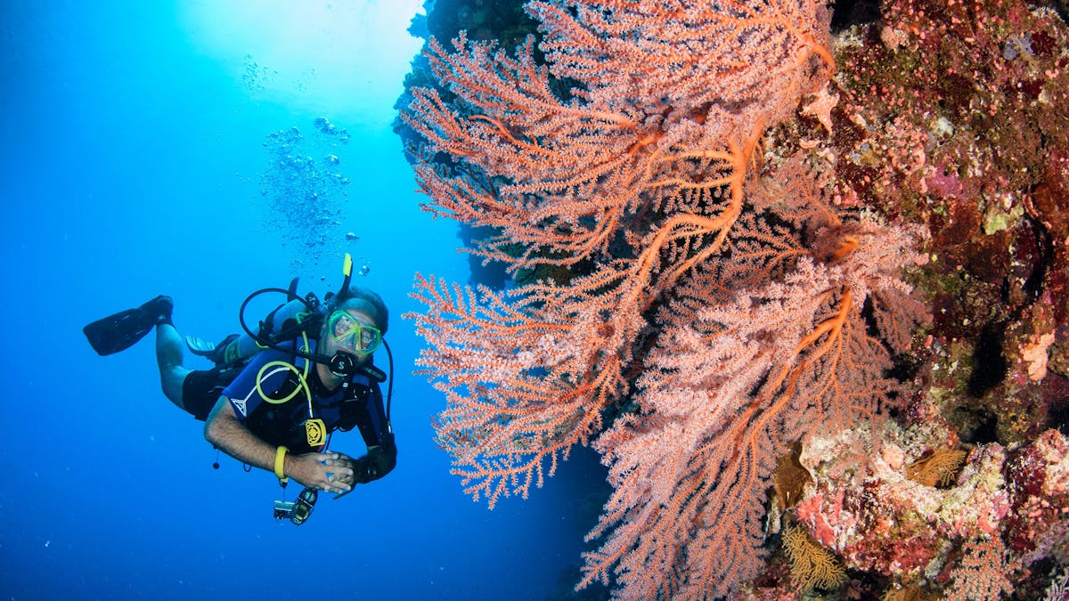 Scuba Diver with Pink Seafan