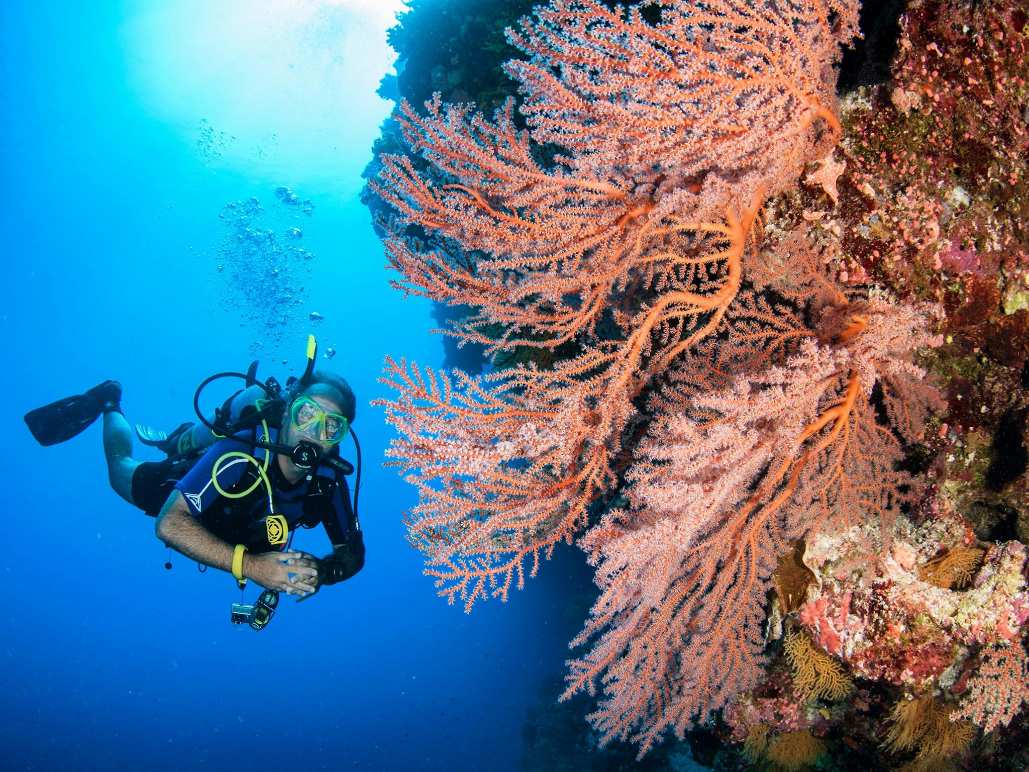 Scuba Diver with Pink Seafan Scuba Diver with Pink Seafan