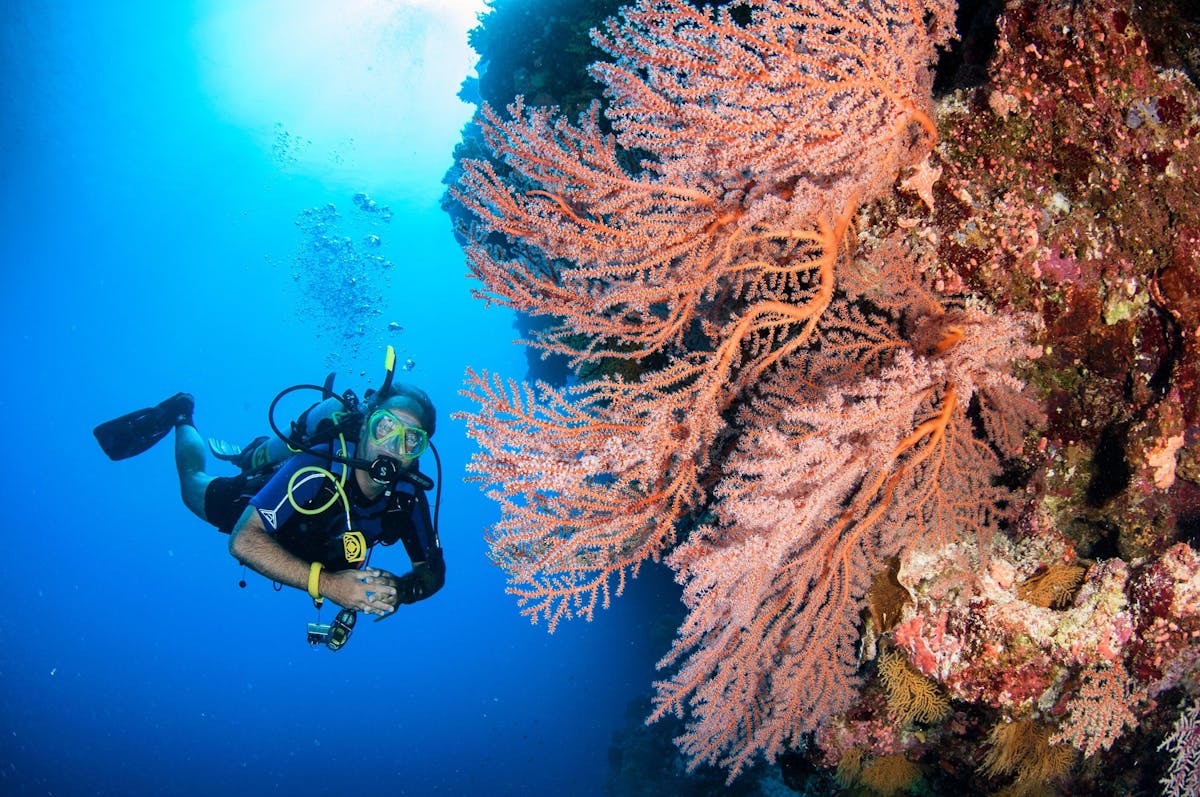 Scuba Diver with Pink Seafan